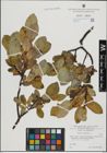 Foto von Salix hastata L.